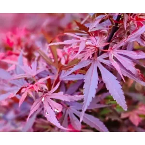 Acer palmatum Shaina (p19) - Japán juhar