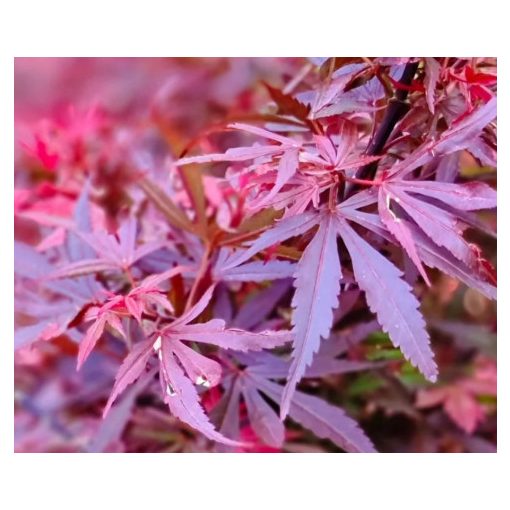 Acer palmatum Shaina (p19) - Japán juhar