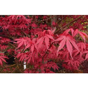 Acer palmatum Skeeters Broom (p19) - Japán juhar