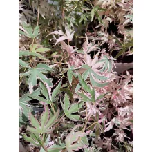 Acer palmatum Taylor (p15) - Japán juhar