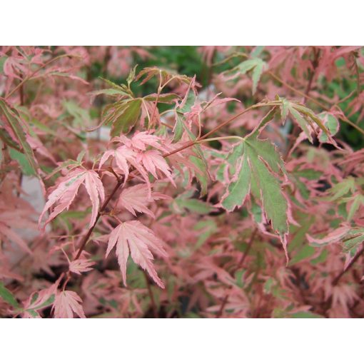 Acer palmatum Taylor (p19) - Japán juhar