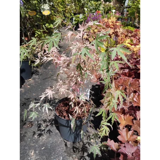 Acer palmatum Taylor (p15) - Japán juhar