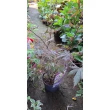 Acer palmatum Trompenburg (p19) - Japán juhar