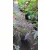 Acer palmatum Trompenburg (p19) - Japán juhar