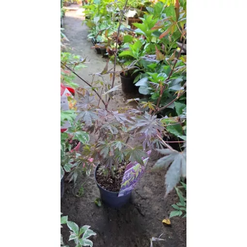 Acer palmatum Trompenburg (p19) - Japán juhar