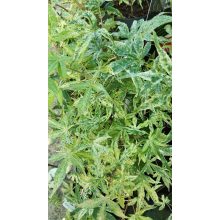 Acer palmatum Ukigumo (p19) - Japán juhar