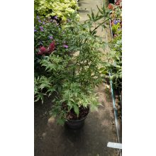 Acer palmatum Ukigumo (p19) - Japán juhar