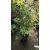 Acer palmatum Ukigumo (p19) - Japán juhar