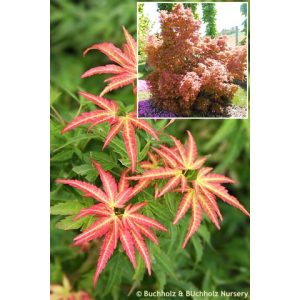Acer palmatum Wilsons Pink Dwarf (p19) - Japán juhar