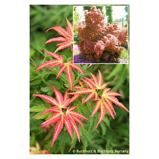 Acer palmatum Wilsons Pink Dwarf (p19) - Japán juhar
