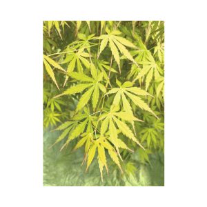 Acer palmatum CASCADE EMERALD (p24) - Japán juhar