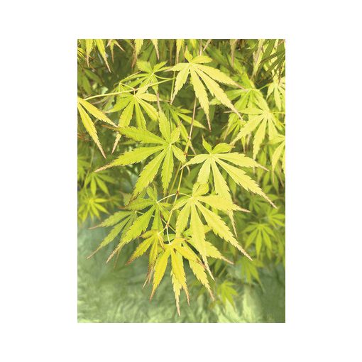 Acer palmatum CASCADE EMERALD (p24) - Japán juhar