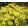 Acer palmatum CASCADE GOLD (p19) - Japán juhar