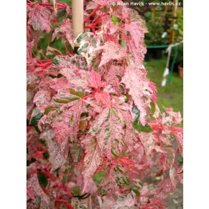 Acer x conspicuum Red Flamingo (p19) - Kígyókérgű juhar