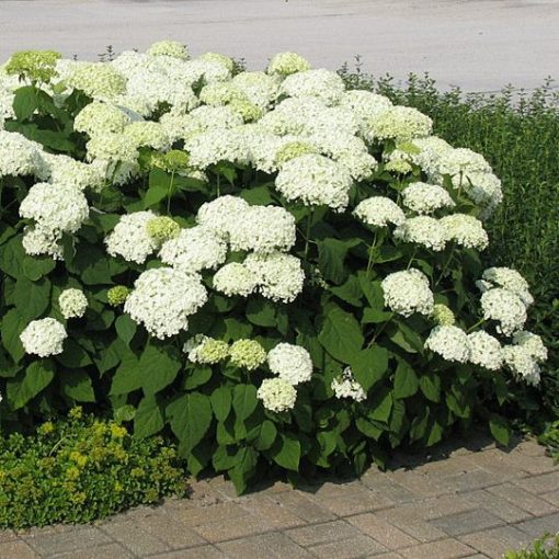 Hydrangea arborescens Annabelle (p17) - Cserjés hortenzia