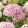 Hydrangea arborescens CANDYBELLE BUBBLEGUM (p19) - Cserjés hortenzia