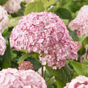   Hydrangea arborescens CANDYBELLE BUBBLEGUM (p23) - Cserjés hortenzia