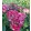Hydrangea arborescens RUBY ANNABELLE (p17) - Cserjés hortenzia