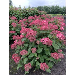   Hydrangea arborescens RUBY ANNABELLE (p19) - Cserjés hortenzia