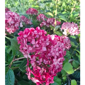   Hydrangea arborescens RUBY ANNABELLE (p17) - Cserjés hortenzia