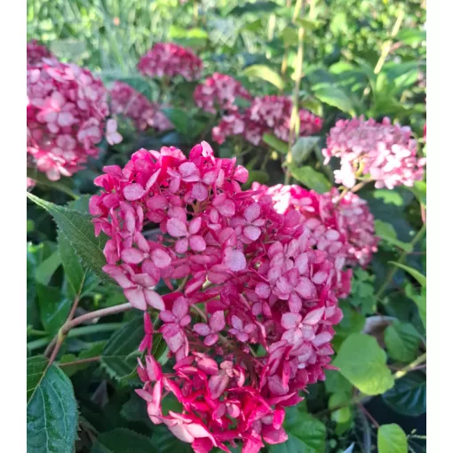 Hydrangea arborescens RUBY ANNABELLE (p17) - Cserjés hortenzia