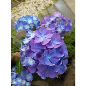 Hydrangea macrophylla Blauer Zwerg (p19) - Kerti hortenzia