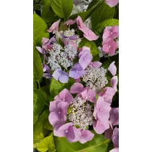 Hydrangea macrophylla Blaumeise (p17) - Kerti hortenzia