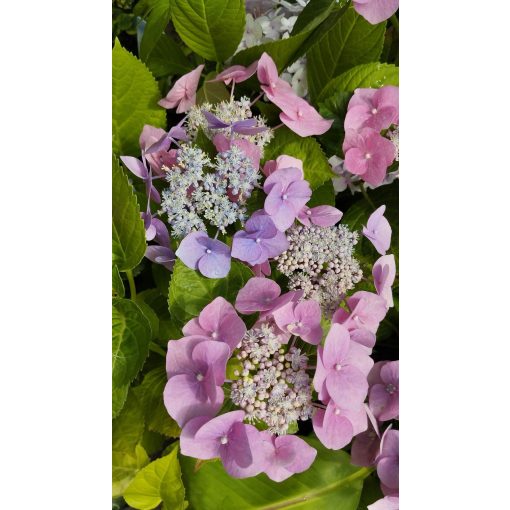 Hydrangea macrophylla Blaumeise (p17) - Kerti hortenzia