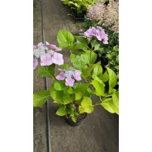 Hydrangea macrophylla Blaumeise (p17) - Kerti hortenzia