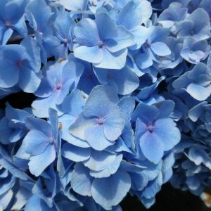 Hydrangea macrophylla Bodensee (p17) - Kerti hortenzia