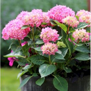 Hydrangea macrophylla Bouquet Rose (p17) - Kerti hortenzia