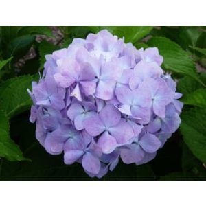 Hydrangea macrophylla Deutschland (p19) - Kerti hortenzia