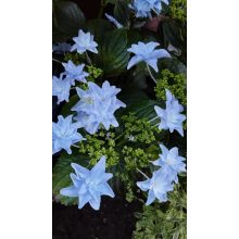 Hydrangea macrophylla Elleair Anniversary (p19) - Kerti hortenzia