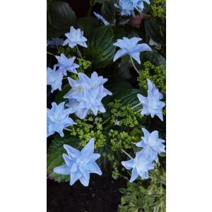   Hydrangea macrophylla Elleair Anniversary (p19) - Kerti hortenzia