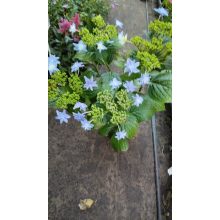 Hydrangea macrophylla Elleair Anniversary (p19) - Kerti hortenzia