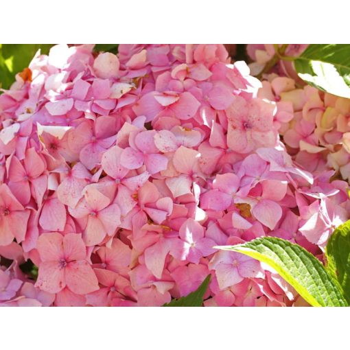 Hydrangea macrophylla Gertrud Glahn (p17) - Kerti hortenzia