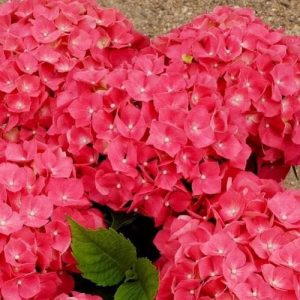 Hydrangea macrophylla Leuchtfeuer (p19) - Kerti hortenzia