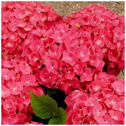 Hydrangea macrophylla Leuchtfeuer (p19) - Kerti hortenzia