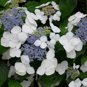Hydrangea macrophylla Libelle (p17) - Kerti hortenzia