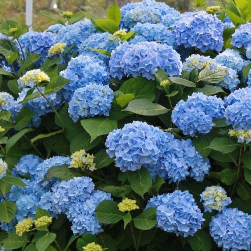 Hydrangea macrophylla Little Blue (p17) - Kerti hortenzia