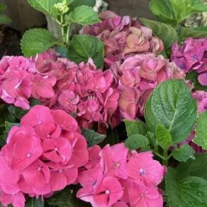 Hydrangea macrophylla Little Pink (p17) - Kerti hortenzia