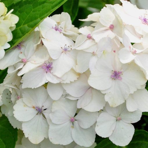 Hydrangea macrophylla Madame Emile Mouillère (p19) - Kerti hortenzia