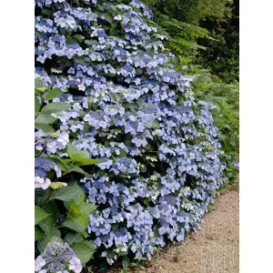   Hydrangea macrophylla Mariesii Perfecta (p17) - Kerti hortenzia