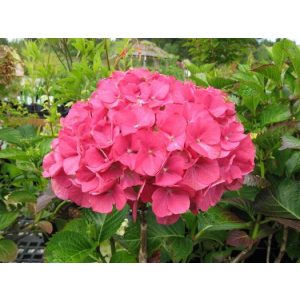 Hydrangea macrophylla Masja (p17) - Kerti hortenzia