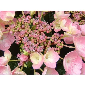 Hydrangea macrophylla Messalina (p19) - Kerti hortenzia