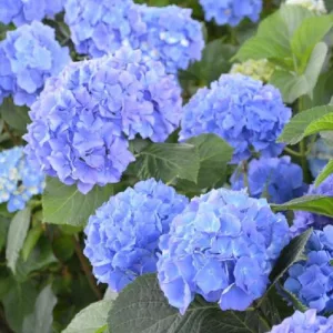   Hydrangea macrophylla Renate Steiniger (p17) - Kerti hortenzia