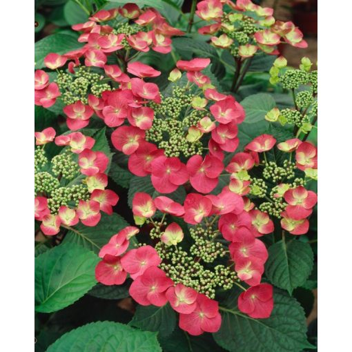 Hydrangea macrophylla Rotkehlchen (p19) - Kerti hortenzia