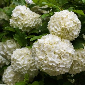 Hydrangea macrophylla Schneeball (p17) - Kerti hortenzia