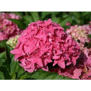Hydrangea macrophylla Tovelit (p19) - Kerti hortenzia