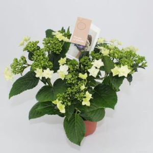 Hydrangea macrophylla Vuurwerk Wit (p14) - Kerti hortenzia